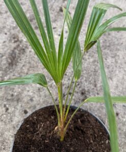 Alternative view of Trachycarpus nova wide form split leaves