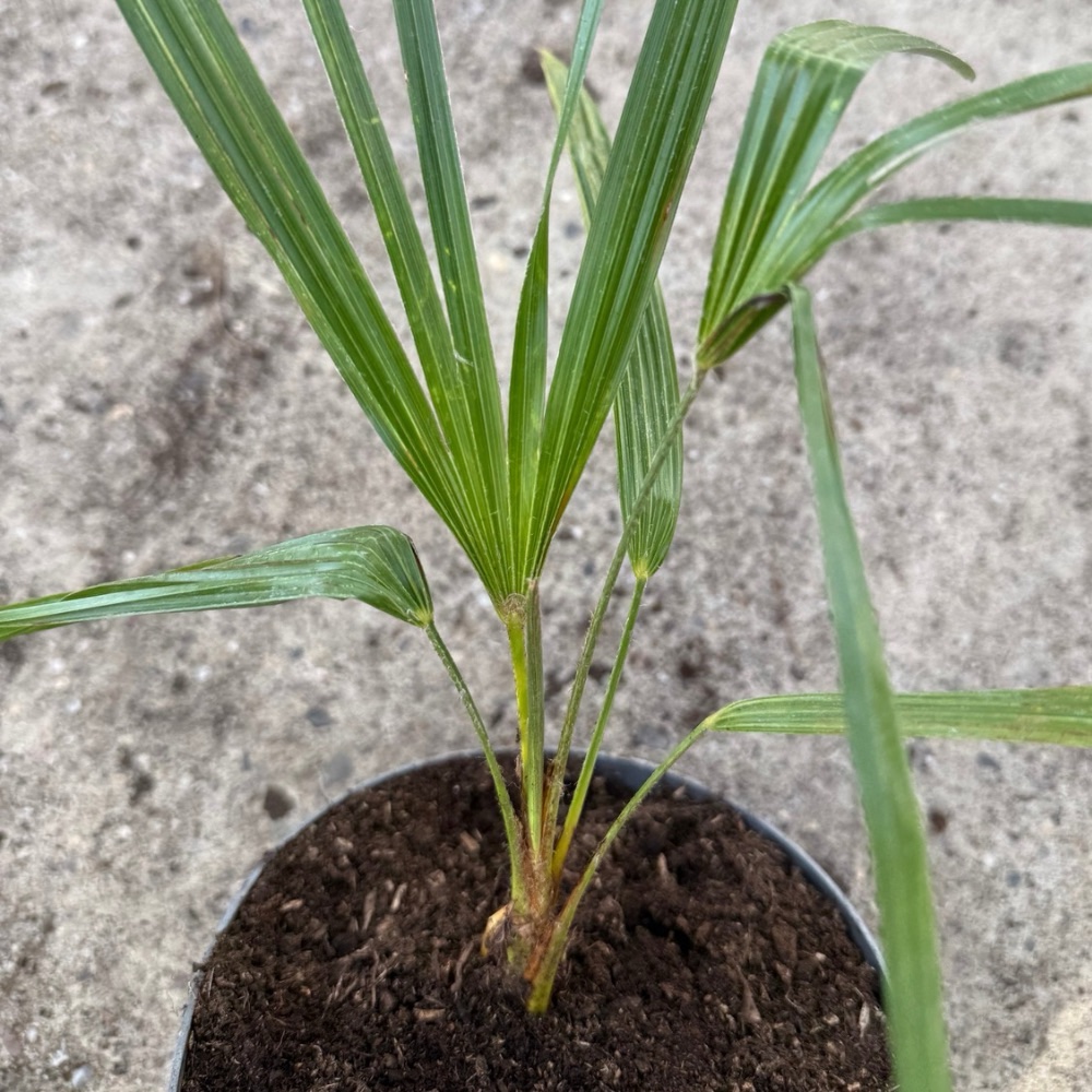 Trachycarpus nova wide form split leaves - Image 2
