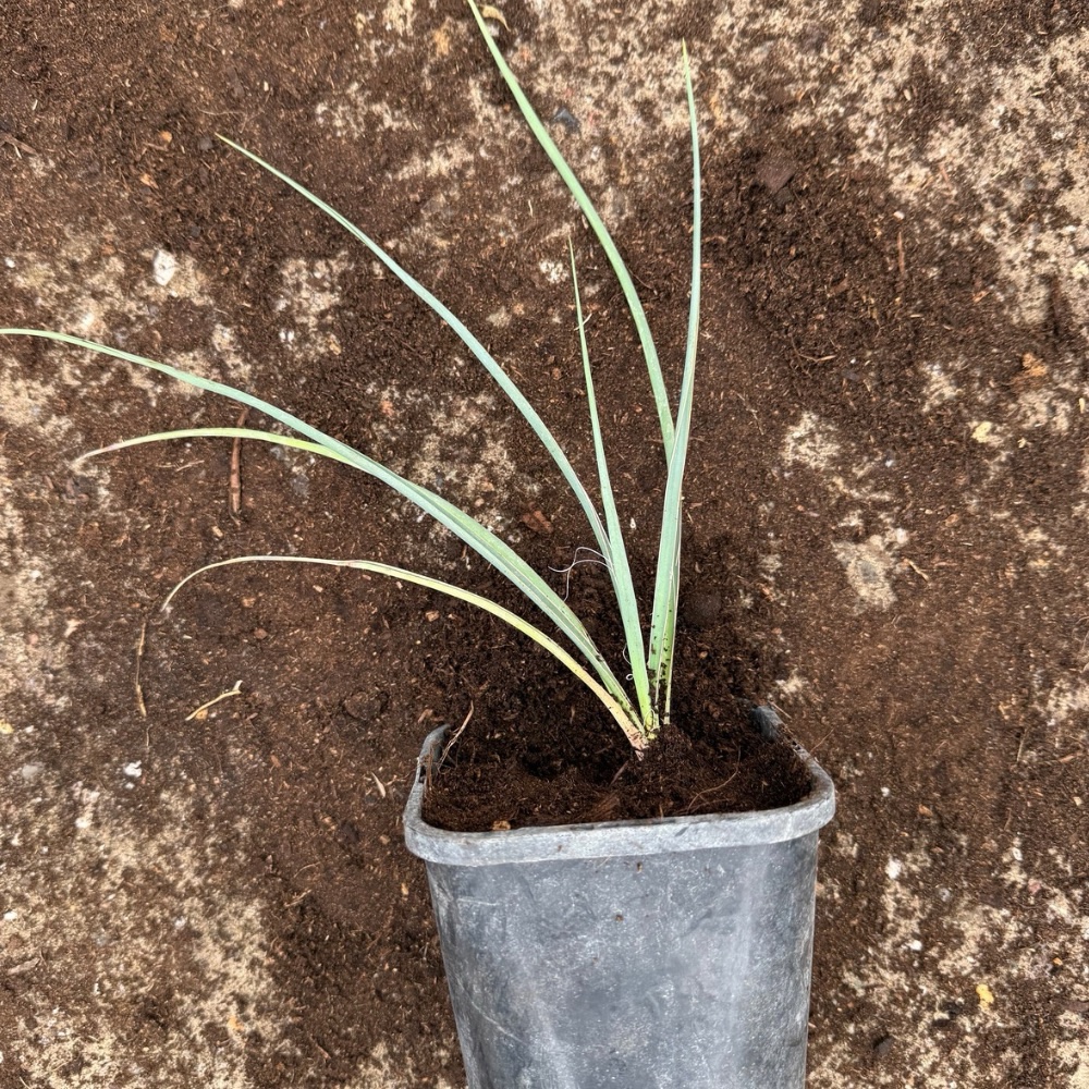 Yucca glauca medium