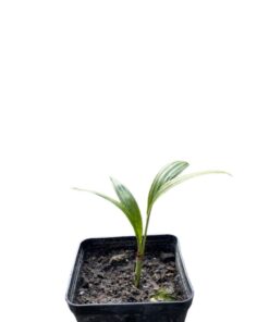 Archontophoenix set of 4 spieces