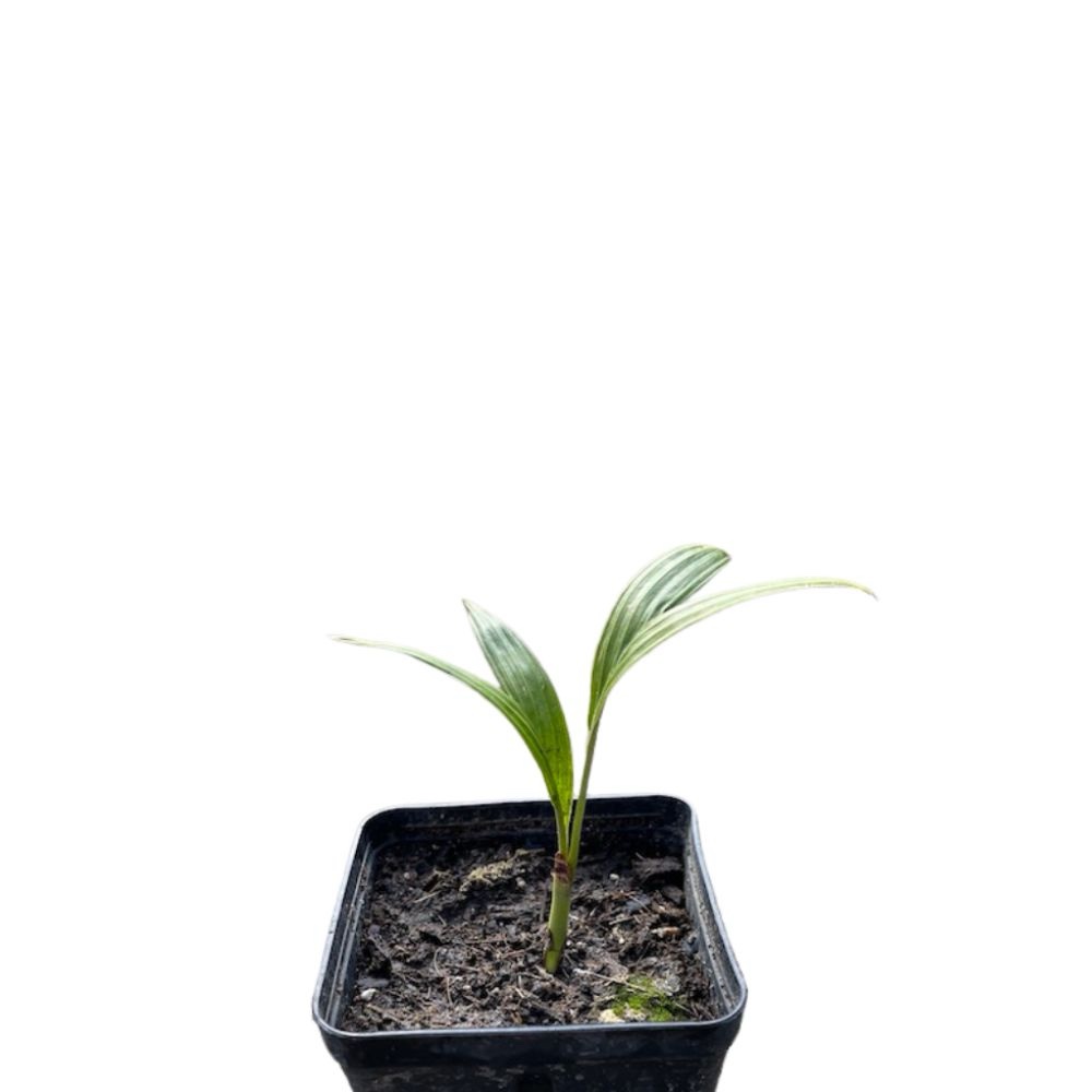 Archontophoenix set of 3 spieces