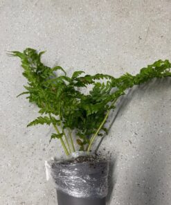 Cyathea Aussie Larrikin