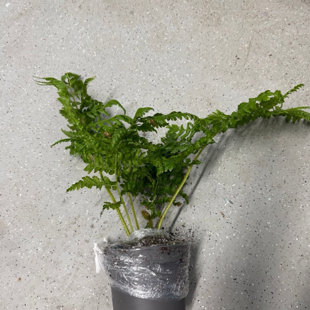 Cyathea Aussie Larrikin