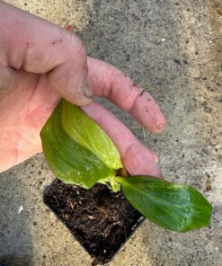 Ensete maurelii variegated nr 1