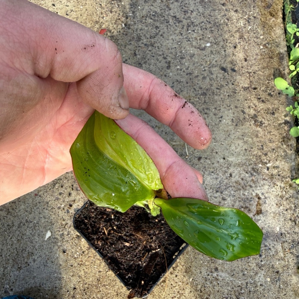 Ensete maurelii variegated nr 1