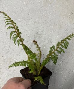 Cyathea cooperi 'Highland Lace'