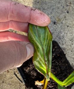 Alternative view of Ensete maurelii variegated nr 2