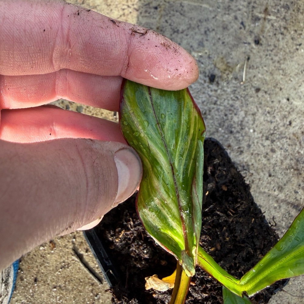 Ensete maurelii variegated nr 2 - Image 2
