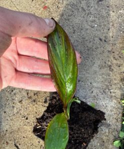 Ensete maurelii variegated nr 3 golden stripes