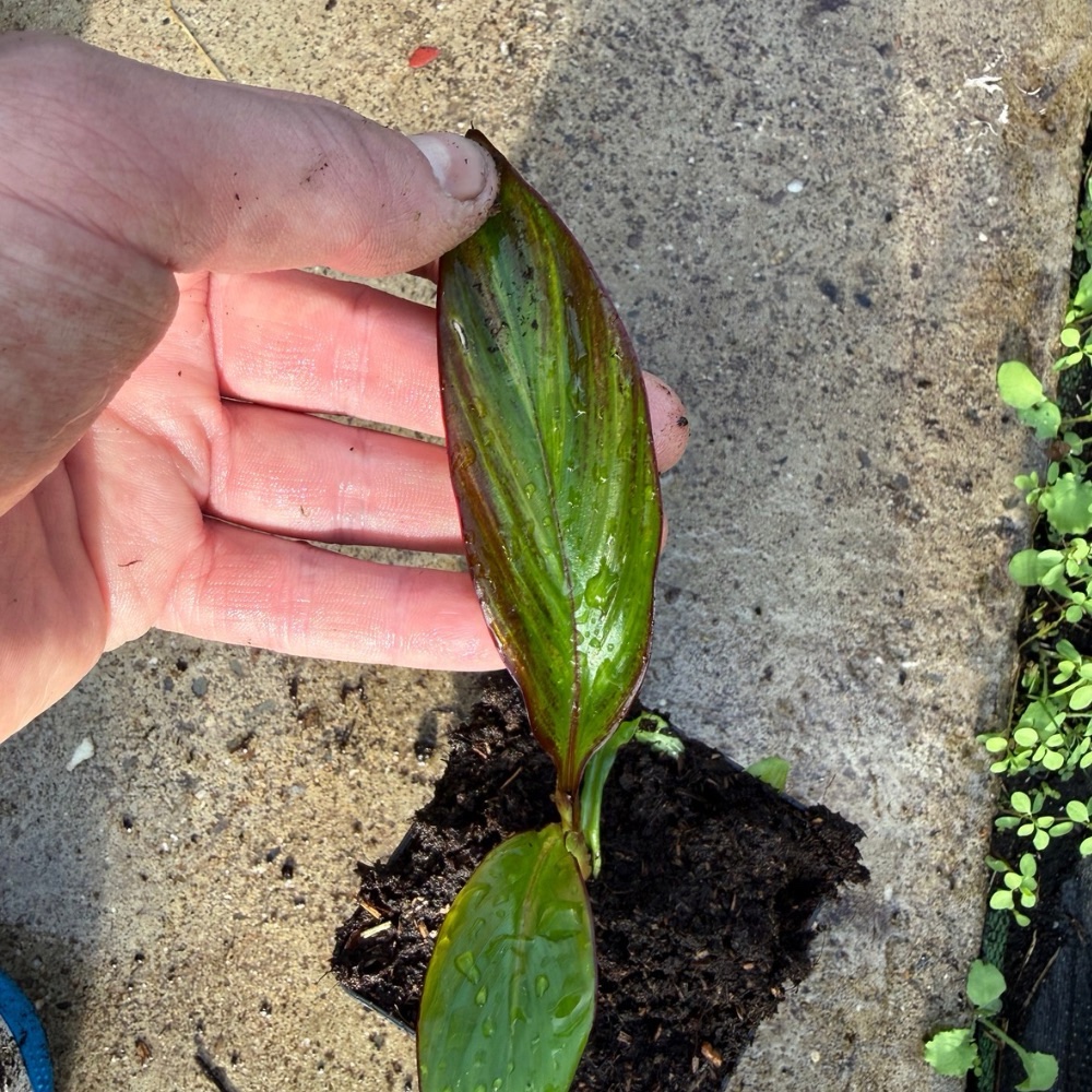 Ensete maurelii variegated nr 3 golden stripes