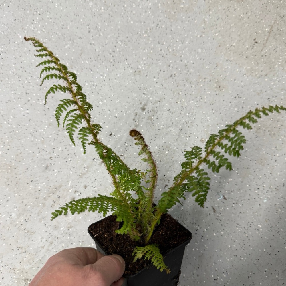 Cyathea cooperi 'Highland Lace'