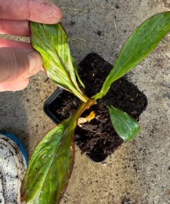 Ensete maurelii variegated nr 2