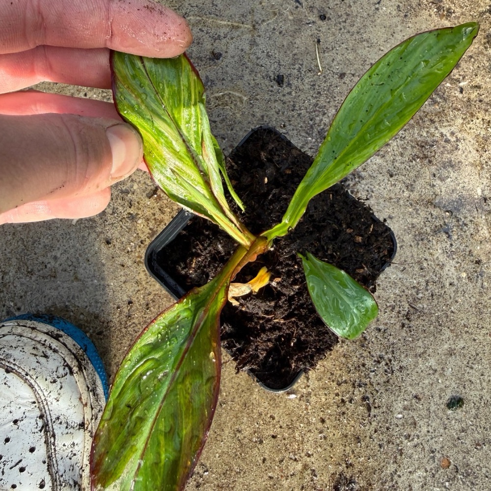 Ensete maurelii variegated nr 2