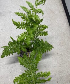 Alternative view of Cyathea Aussie Larrikin