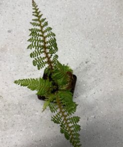 Alternative view of Cyathea cooperi 'Highland Lace'