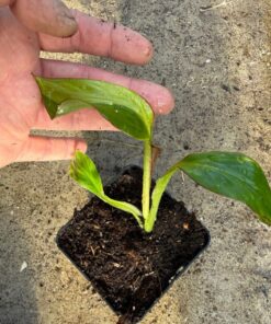 Alternative view of Ensete maurelii variegated nr 1