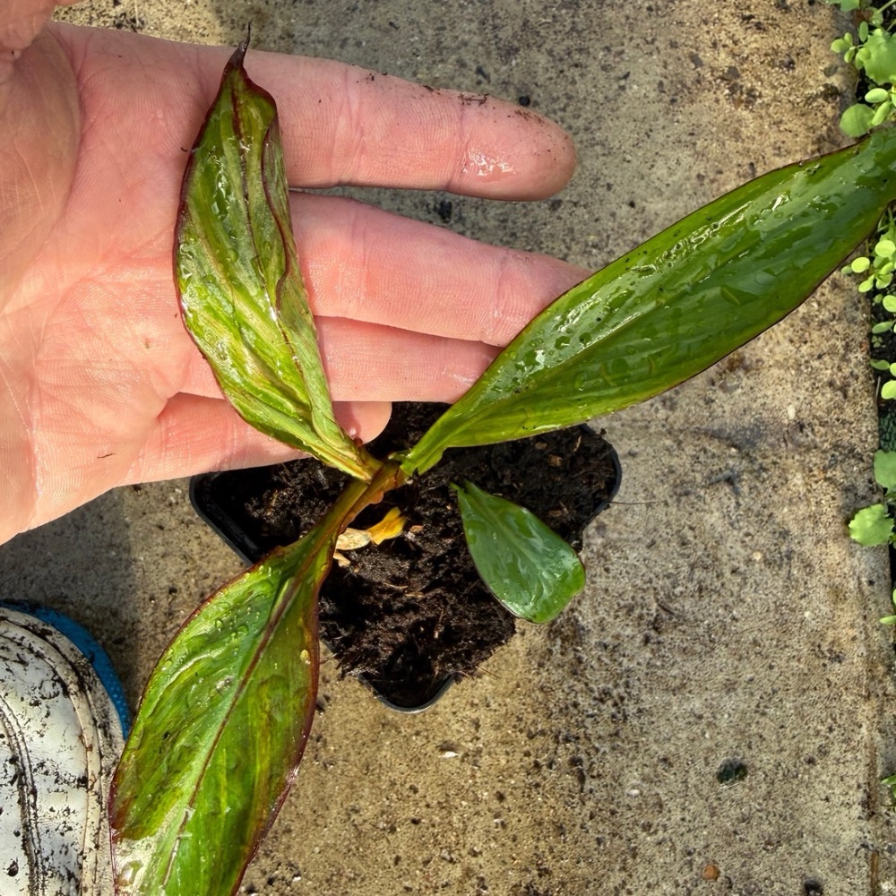 Ensete maurelii variegated nr 2 - Image 3