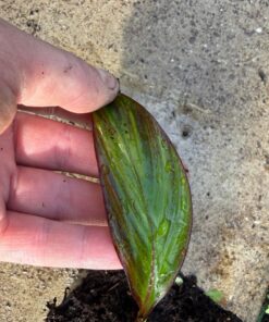 Alternative view of Ensete maurelii variegated nr 3 golden stripes