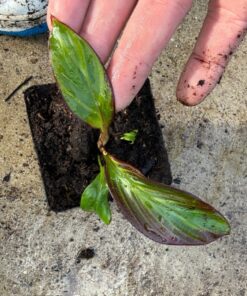 Ensete maurelii variegated nr 4