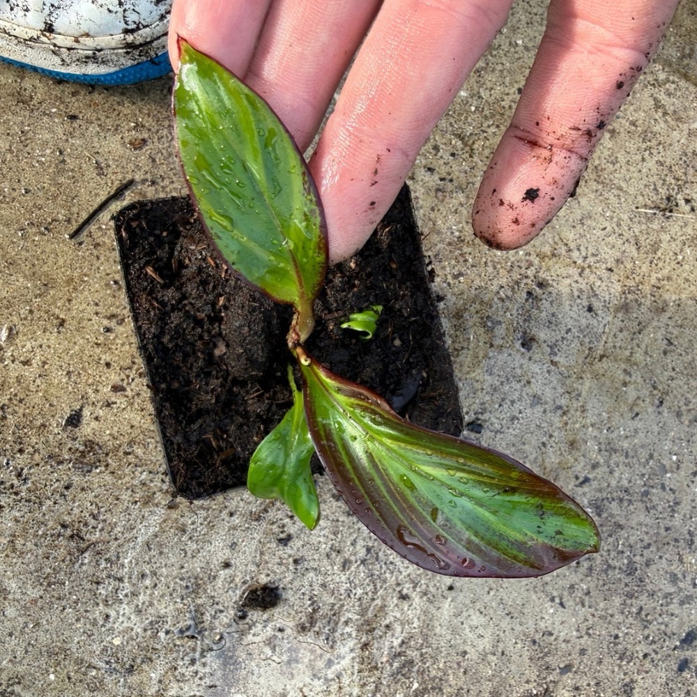 Ensete maurelii variegated nr 4