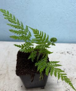 Cyathea New Caledonian Red