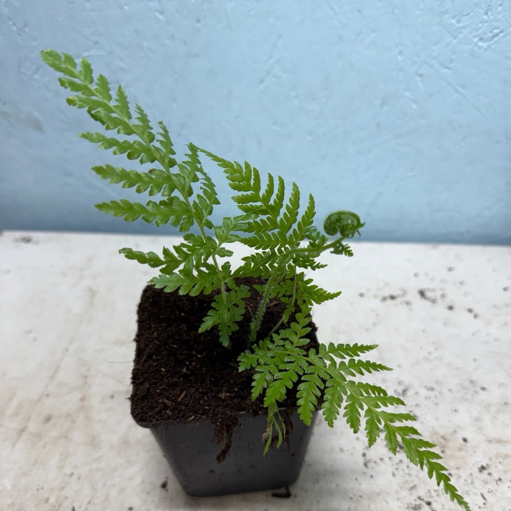 Cyathea New Caledonian Red