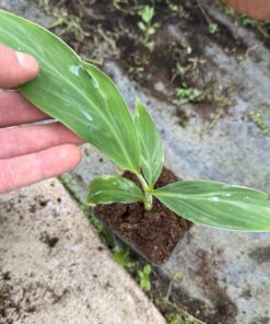 Musa malbhog variegated