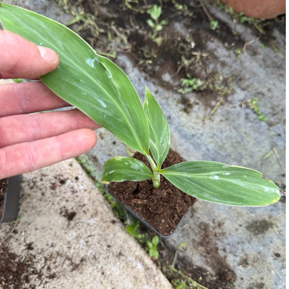 Musa malbhog variegated