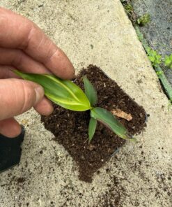 Musa super black variegated