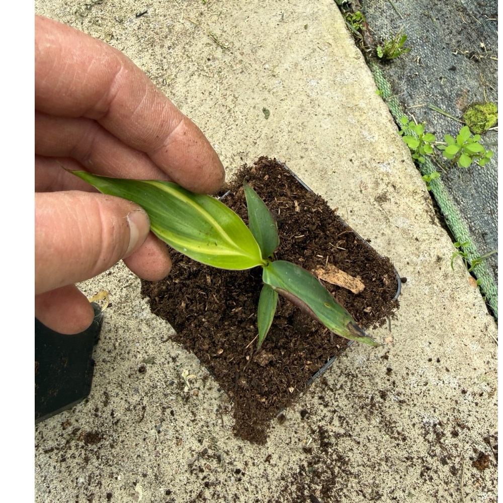Musa super black variegated