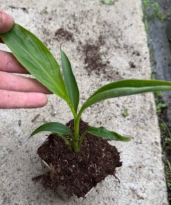 Musa super green