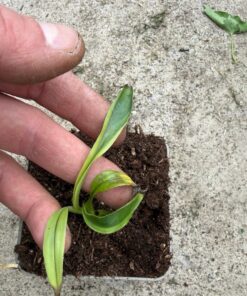 Musa itinerans forma india variegated