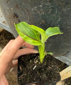 Musa itinerans forma india variegated
