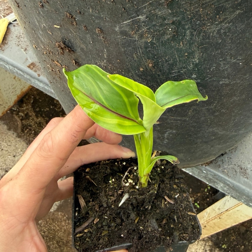 Musa itinerans forma india variegated