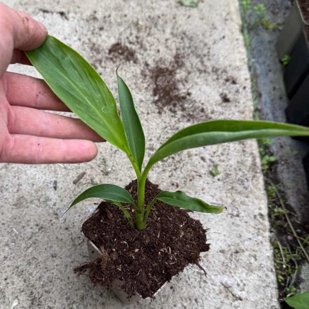 Musa super green
