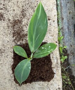 Musa hajaray variegated