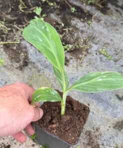 Alternative view of Musa malbhog variegated