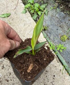 Alternative view of Musa super black variegated