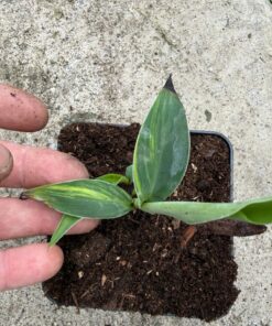 Musa blue java variegated yellow