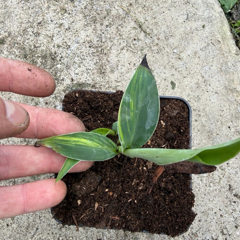 Musa blue java variegated yellow