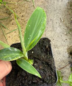 Musa blue java variegated yellow