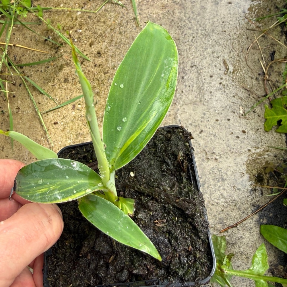 Musa blue java variegated yellow