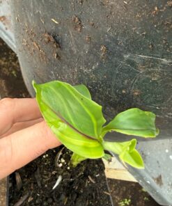 Alternative view of Musa itinerans forma india variegated