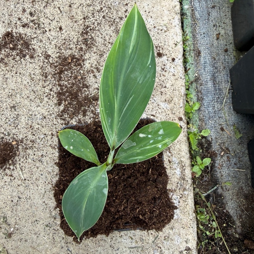 Musa hajaray variegated