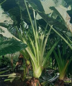Alocasia macrorrhiza variegated