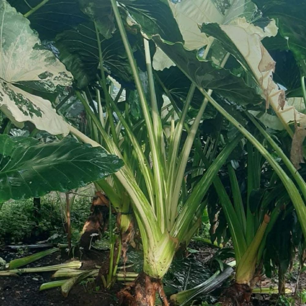 Alocasia macrorrhiza variegated