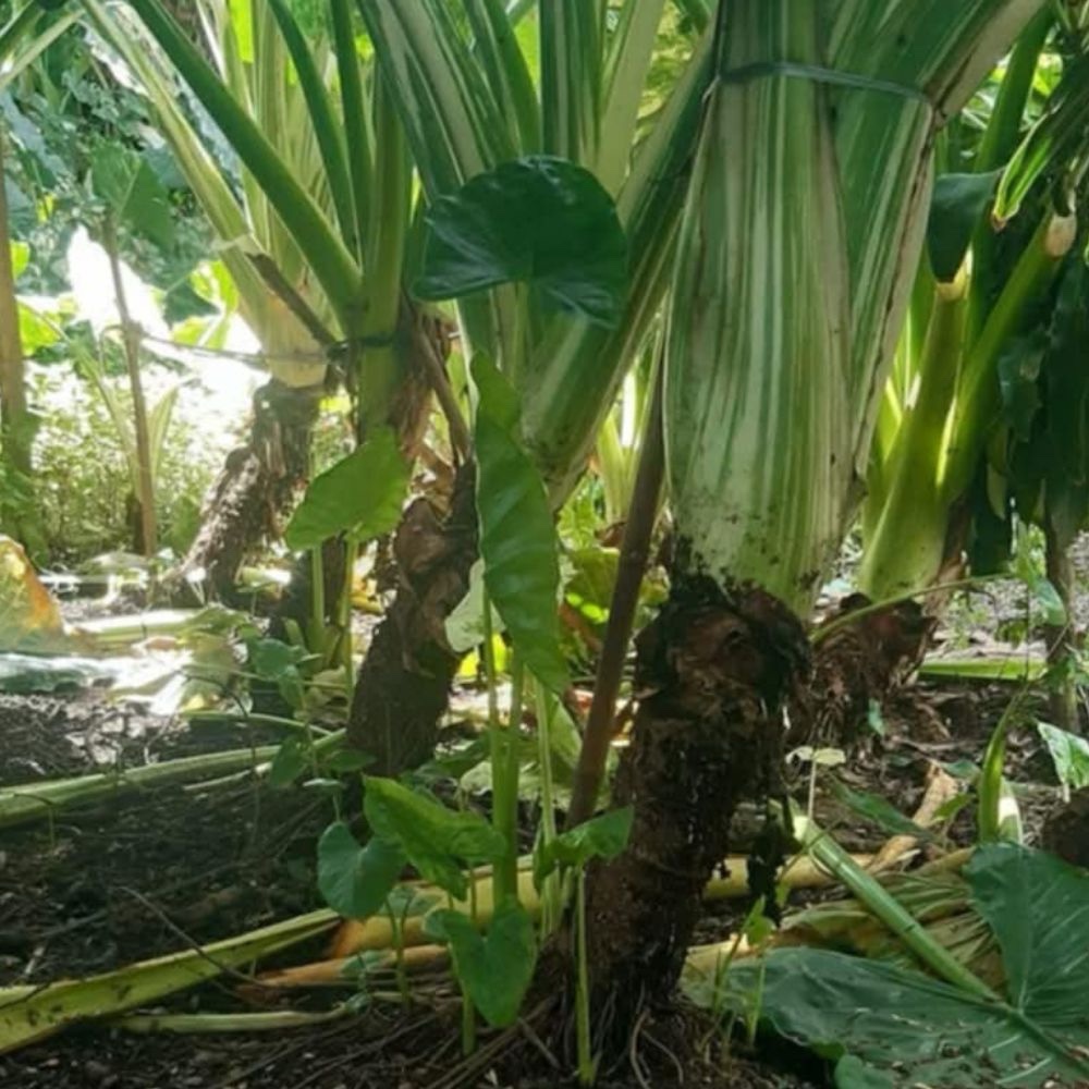 Alocasia macrorrhiza variegated - Image 3