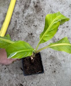 Musa papua white form