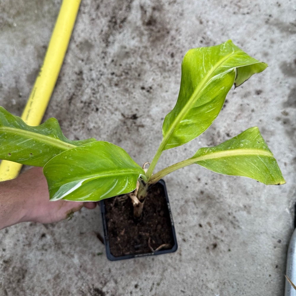 Musa papua white form