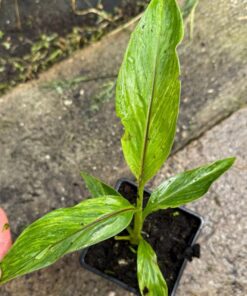 Musa sikkimensis red tiger variegated